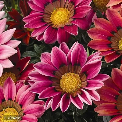 Gazania seed for garden ( 25 seeds )