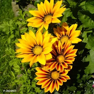 Gazania seed for home garden ( 25 seeds )