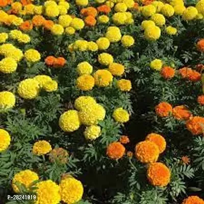 Marigold flower seeds hybrid ( 10 seeds )-thumb0