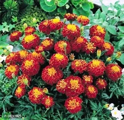 Marigold flower seeds for home garden ( 10 seeds )-thumb0