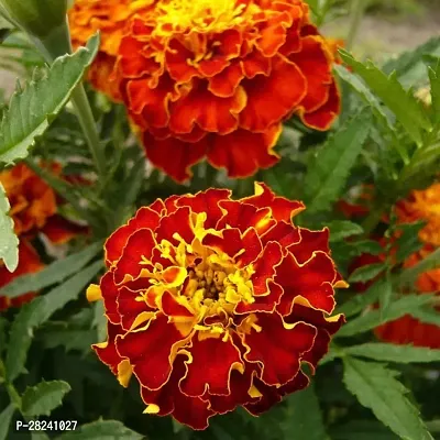 Marigold flower seeds all seas-thumb0