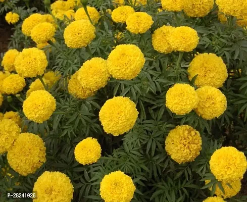 Marigold flower seeds hybrid combo ( 10 seeds )-thumb0