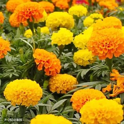 Marigold seeds all colours ( 10 seeds )