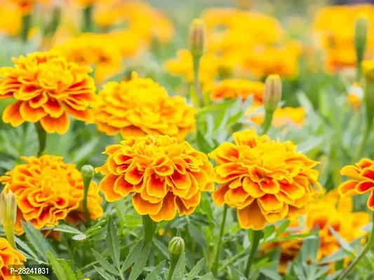 Marigold seeds combo ( 10 seeds )-thumb0