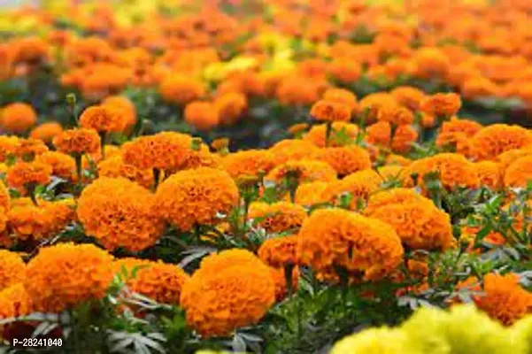 Marigold mixed flower seed ( 10 seeds )-thumb0