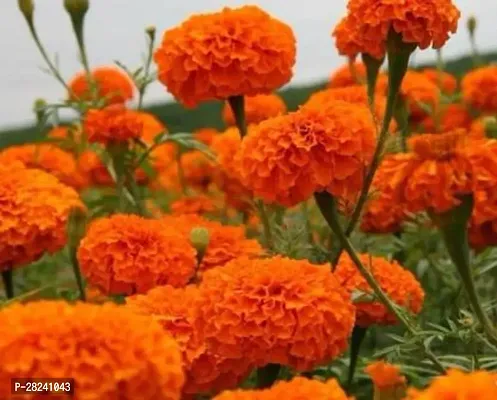 Genda flower seeds hybrid ( 10 seeds )-thumb0