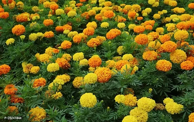 Genda flower seeds mix color ( 10 seeds )-thumb0