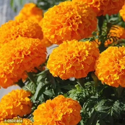 Marigold flower seeds mix ( 10 seeds )-thumb0