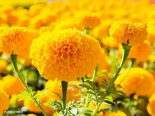 Marigold flower seeds for planting ( 15 seeds )-thumb0