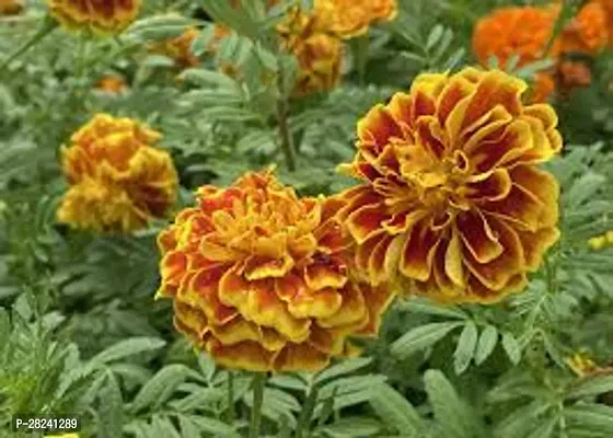 Marigold flower seeds mix colour ( 20 seeds )