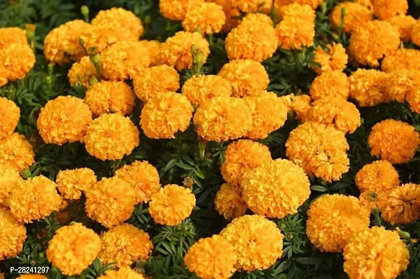 Marigold seeds hybrid ( 20 seeds )