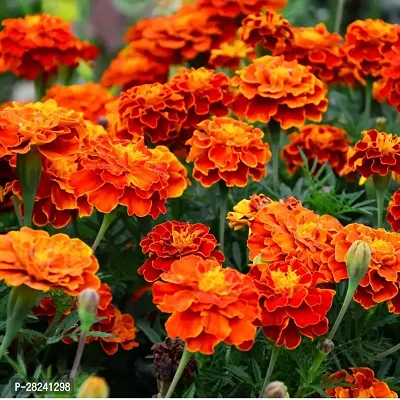 Marigold seeds for planting ( 20 seeds )