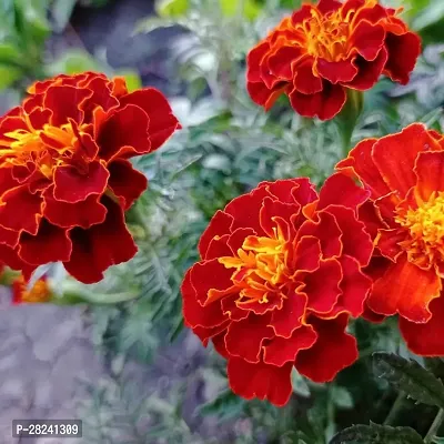 Marigold mix seeds ( 20 seeds )-thumb0