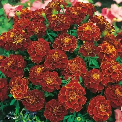 Genda phool seeds hybrid ( 20 seeds )