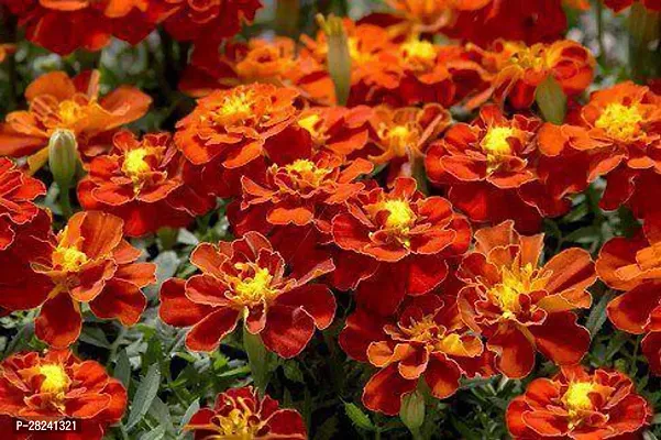 Marigold flower seeds hybrid mix ( 20 seeds )