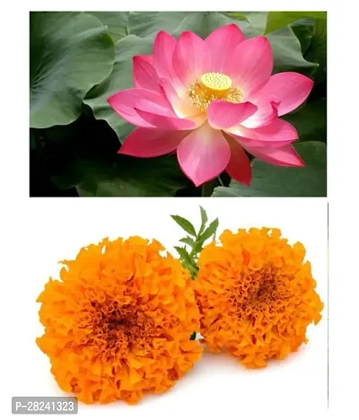 Marigold flower seeds mix ( 20 seeds )