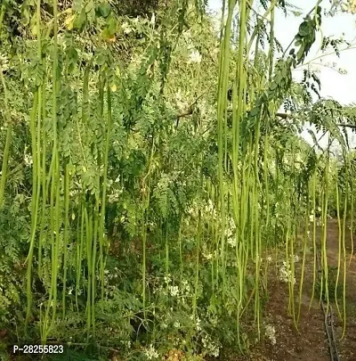 Moringa seeds for planting ( 10 seeds )