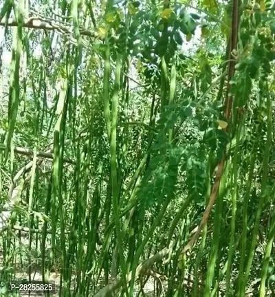 Moringa seeds for plantati