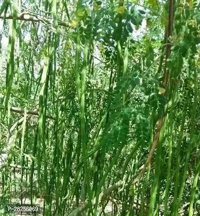 Moringa seeds for plantati-thumb0