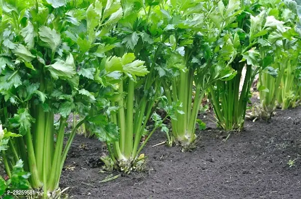 Celery seeds ( 15 seeds )