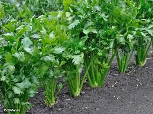 Celery seeds for home gardening ( 15 seeds )