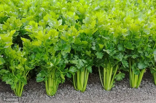 Celery seeds for planting ( 15 seeds )