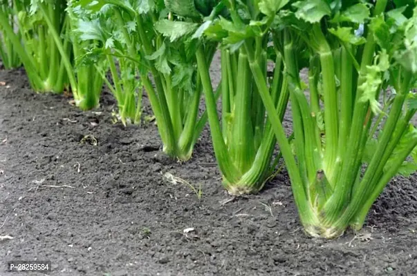 Celery plant seeds ( 15 seeds )-thumb0
