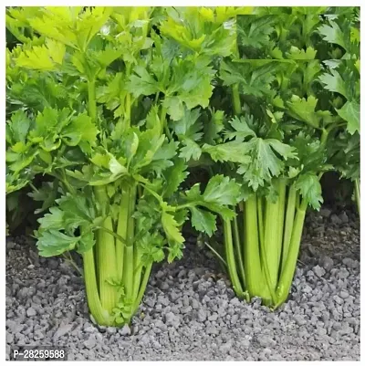 Celery leaf seed ( 15 seeds )