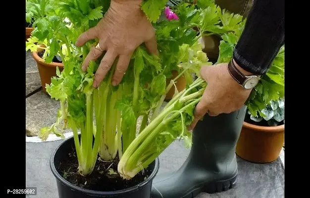 Celery leaves seeds ( 25 seeds )