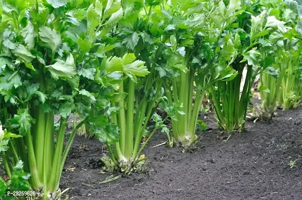 Celery seeds ( 20 seeds )-thumb0