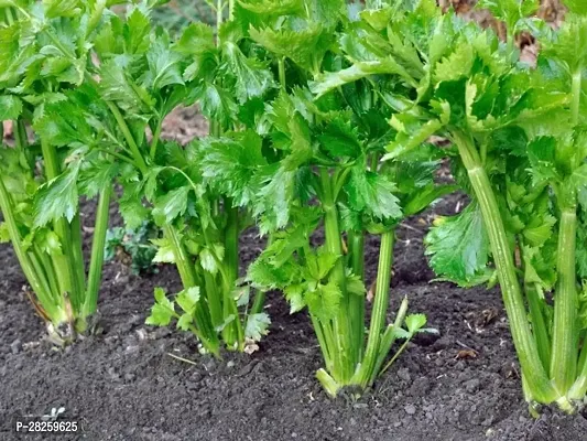 Celery seeds organic ( 20 seeds )-thumb0