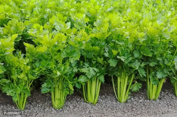 Celery seeds for planting ( 20 seeds )-thumb0