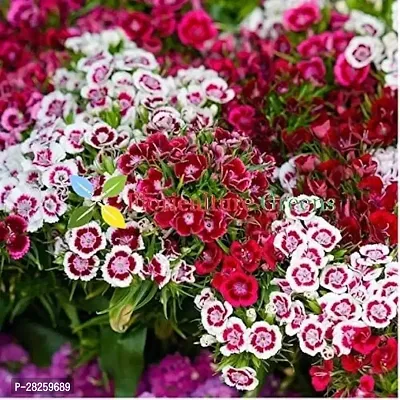 Sweet william flower seeds ( 15 seeds )-thumb0