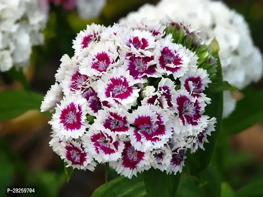 Sweet william seeds ( 20 seeds )-thumb0