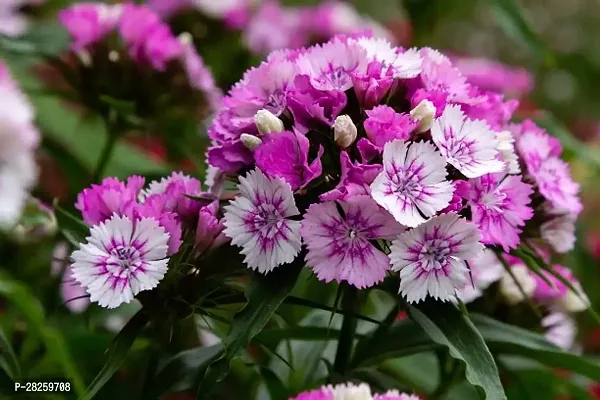 Sweet william mixed seeds ( 20 seeds )-thumb0