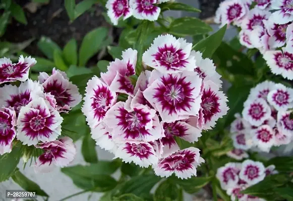 Sweet william mix seeds ( 20 seeds )-thumb0