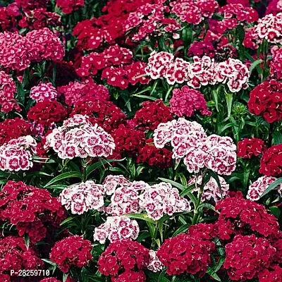 Sweet william hybrid seeds ( 20 seeds )-thumb0