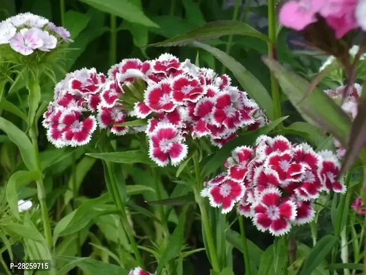 Sweet william mixed seeds ( 25 seeds )-thumb0