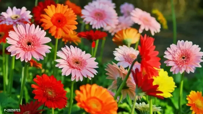 Gerbera seeds f1 ( 10 seeds )