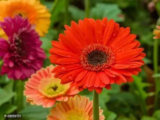 Gerbera seeds hybrid ( 10 seeds )-thumb0