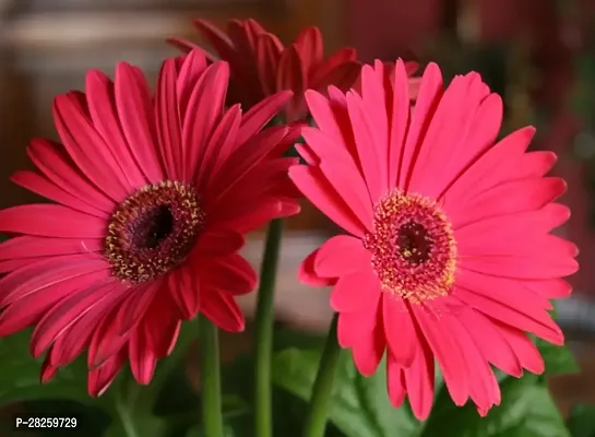 Gerbera flower seeds ( 10 seeds )