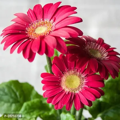 Gerbera seeds all colours ( 10 seeds )