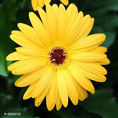 Gerbera flower seeds hybrid mixed ( 10 seeds )-thumb0