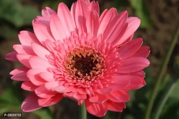 Gerbera flower seeds organic ( 10 seeds )-thumb0