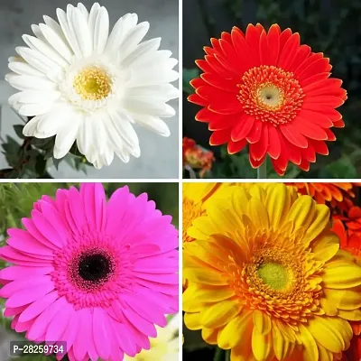 Gerbera flower seeds multicolour ( 10 seeds )-thumb0