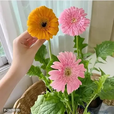 Gerbera flower seeds all colours ( 10 seeds )