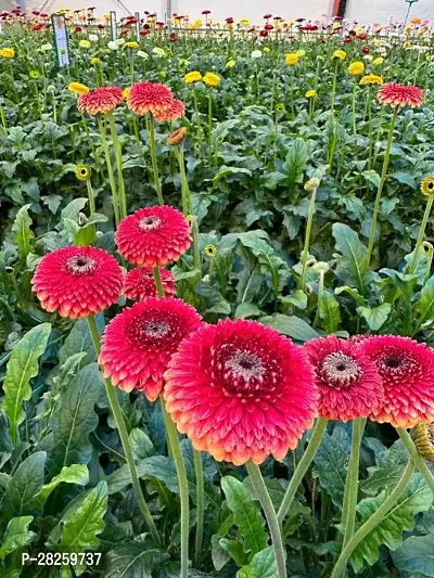 Gerbera plant seeds ( 10 seeds )