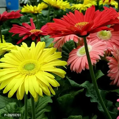 Gerbera flower seeds multicolour ( 15 seeds )-thumb0