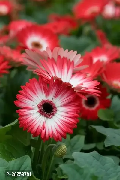 Gerbera seeds ( 20 seeds )-thumb0