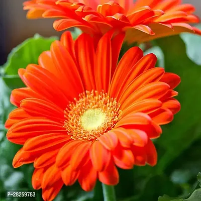 Gerbera seeds mix colour ( 20 seeds )-thumb0